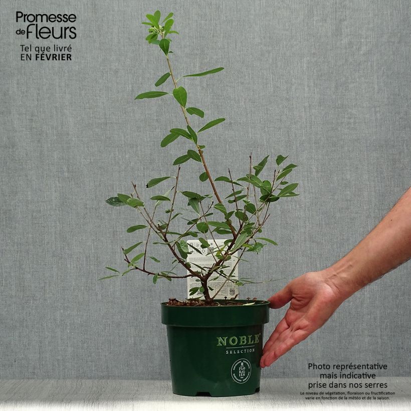 Exochorda racemosa Niagara 3L/4L pot sample as delivered in autumn