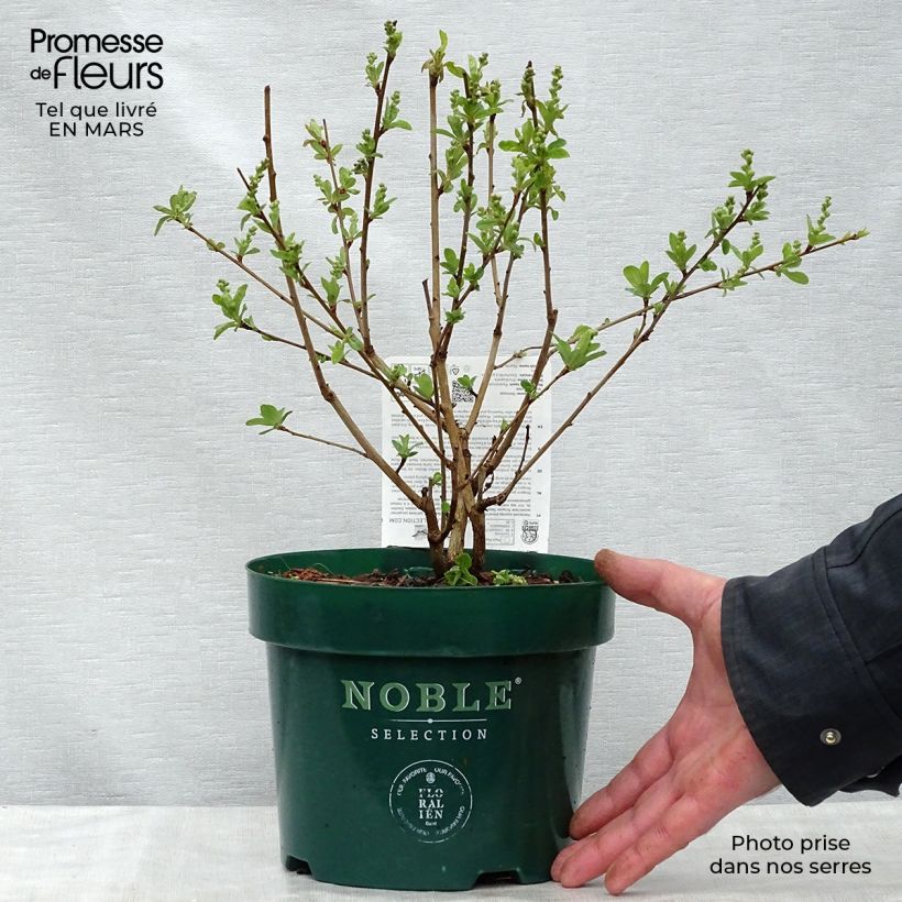 Exochorda racemosa Niagara 3L/4L pot sample as delivered in spring