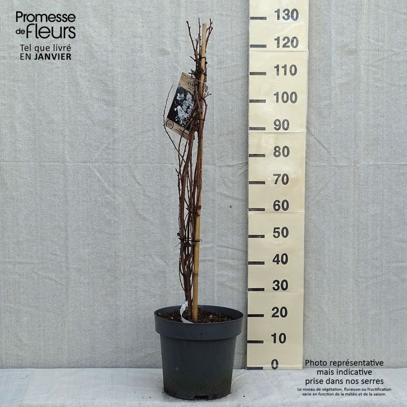 Exochorda macrantha  The Bride 7.5L/10L pot sample as delivered in winter