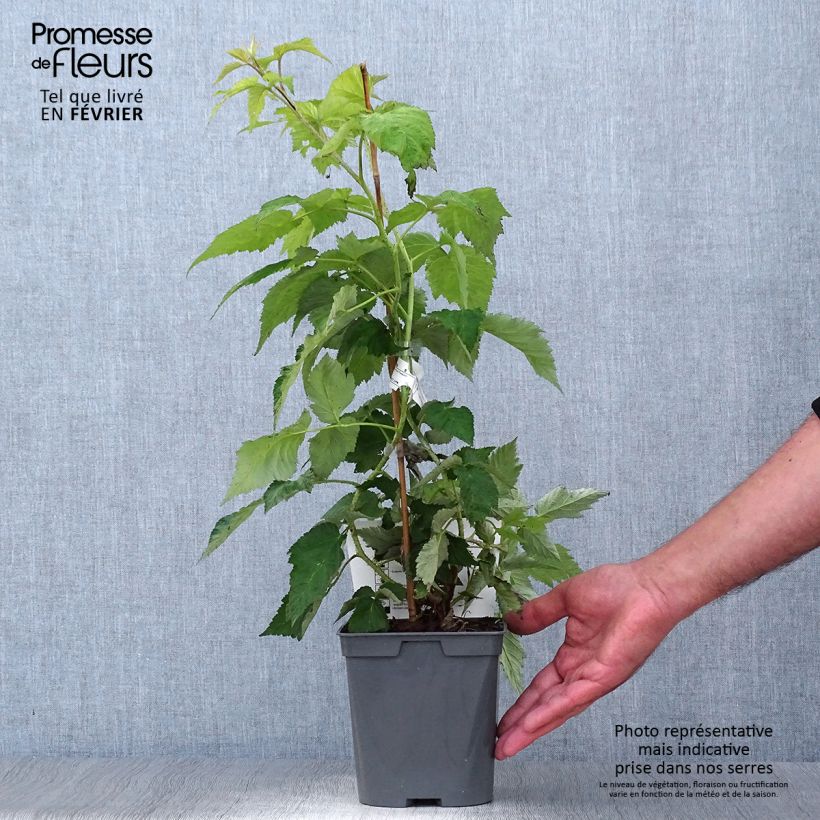 Raspberry Autumn Belle (Everbearing) - Rubus idaeus 2L/3L pot sample as delivered in autumn