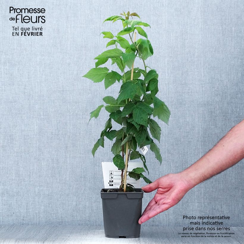 Raspberry Sanibelle (Everbearing) - Rubus idaeus 1L/1.5L pot sample as delivered in autumn