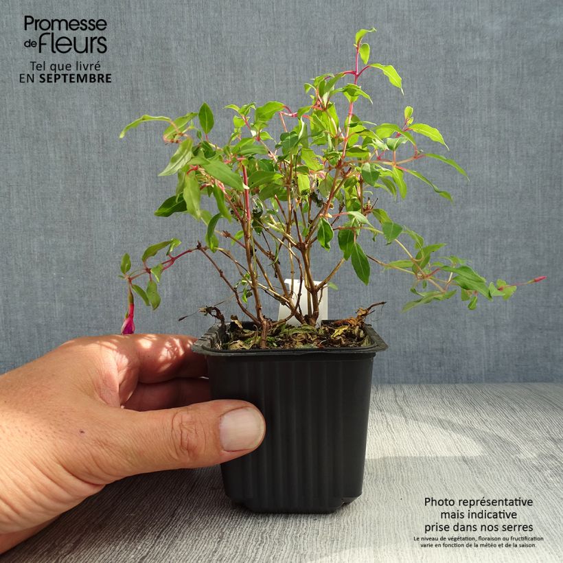Fuchsia magellanica 8/9 cm pot sample as delivered in autumn