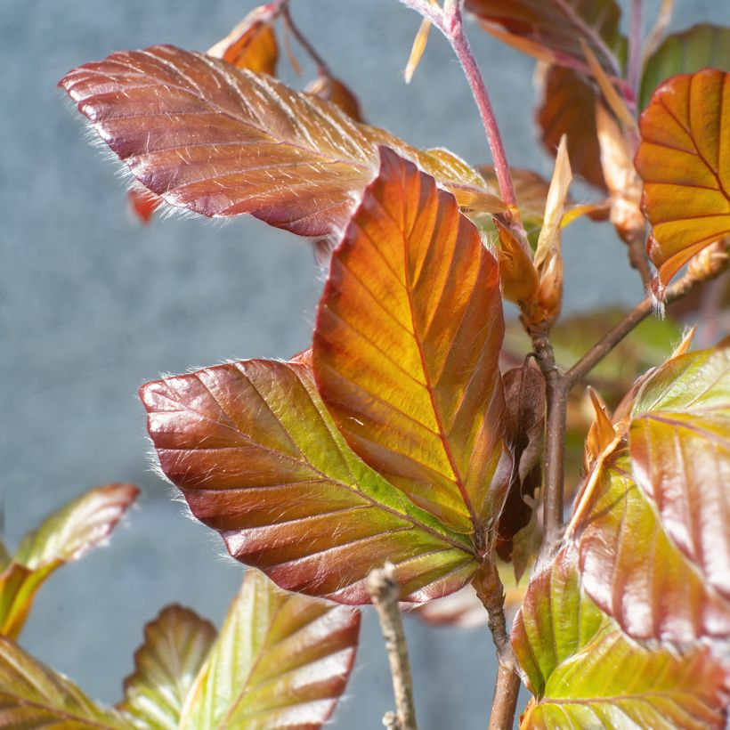 Fagus sylvatica Atropunicea (Foliage)