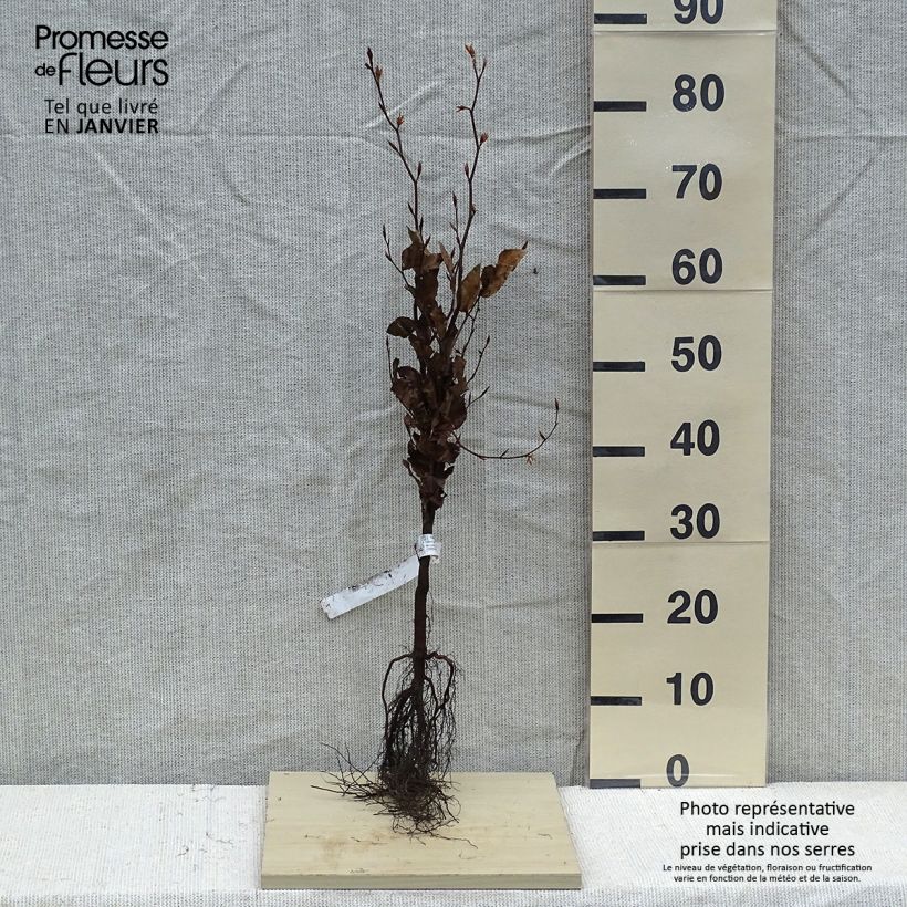 Fagus sylvatica Atropurpurea - Beech Bare root sample as delivered in winter