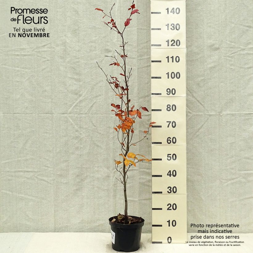 Fagus sylvatica Atropurpurea - Beech 4L/5L pot sample as delivered in autumn