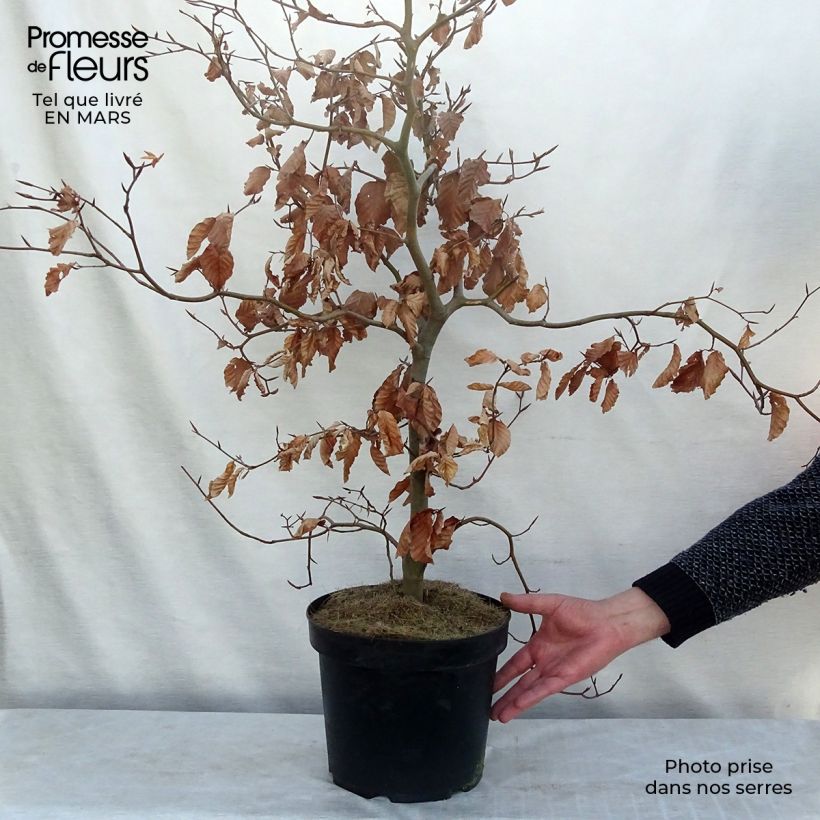Fagus sylvatica Atropurpurea - Beech 4L/5L pot sample as delivered in winter