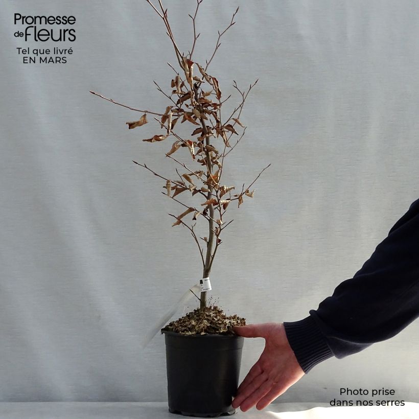 Fagus sylvatica Atropurpurea - Beech 2L/3L pot sample as delivered in spring