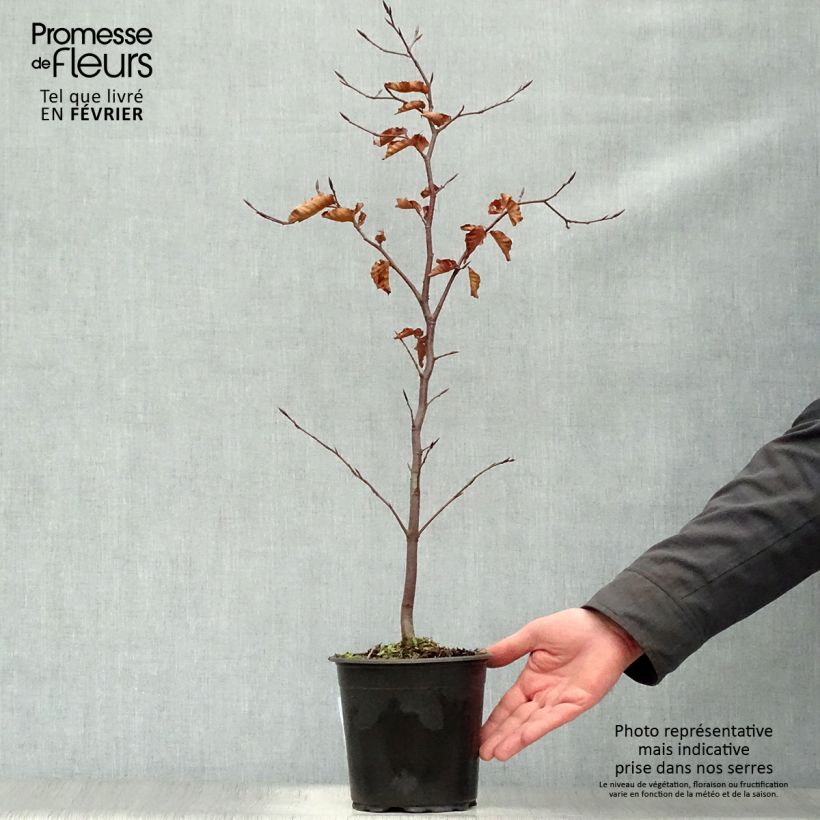 Fagus sylvatica Atropurpurea - Beech 2L/3L pot sample as delivered in winter