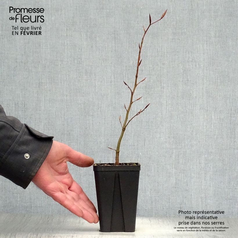 Fagus sylvatica Atropurpurea - Beech 8/9 cm pot sample as delivered in winter