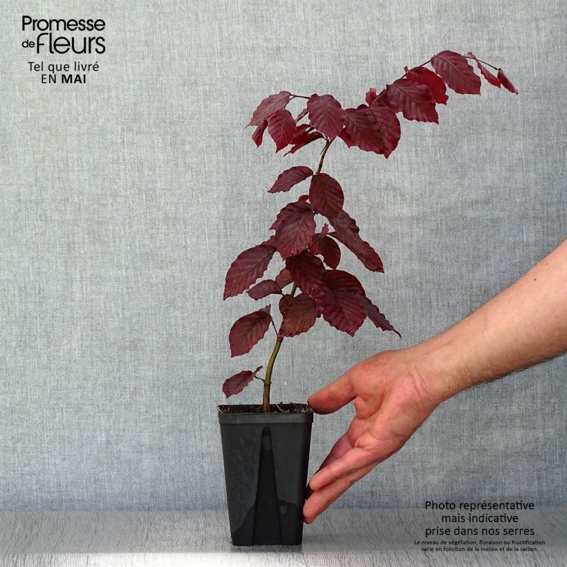 Fagus sylvatica Atropurpurea - Beech 8/9 cm pot sample as delivered in spring