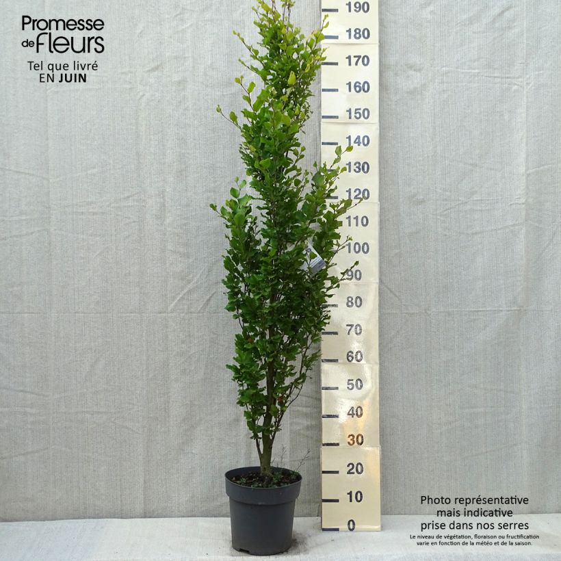 Fagus sylvatica Callista - Beech 7.5L/10L pot sample as delivered in spring