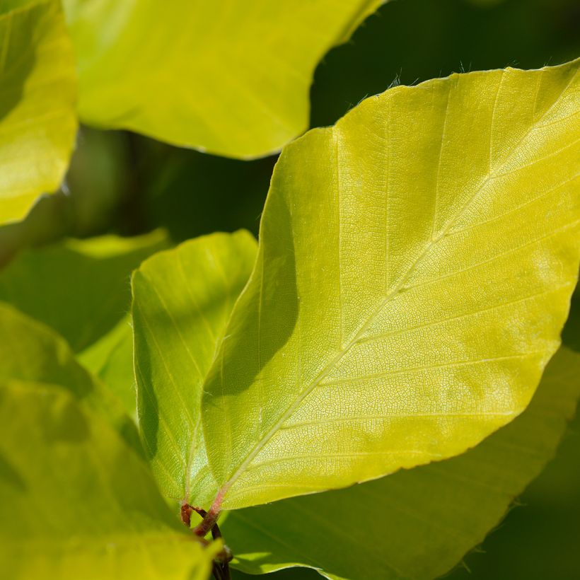 Fagus sylvatica Dawyck Gold - Beech (Foliage)