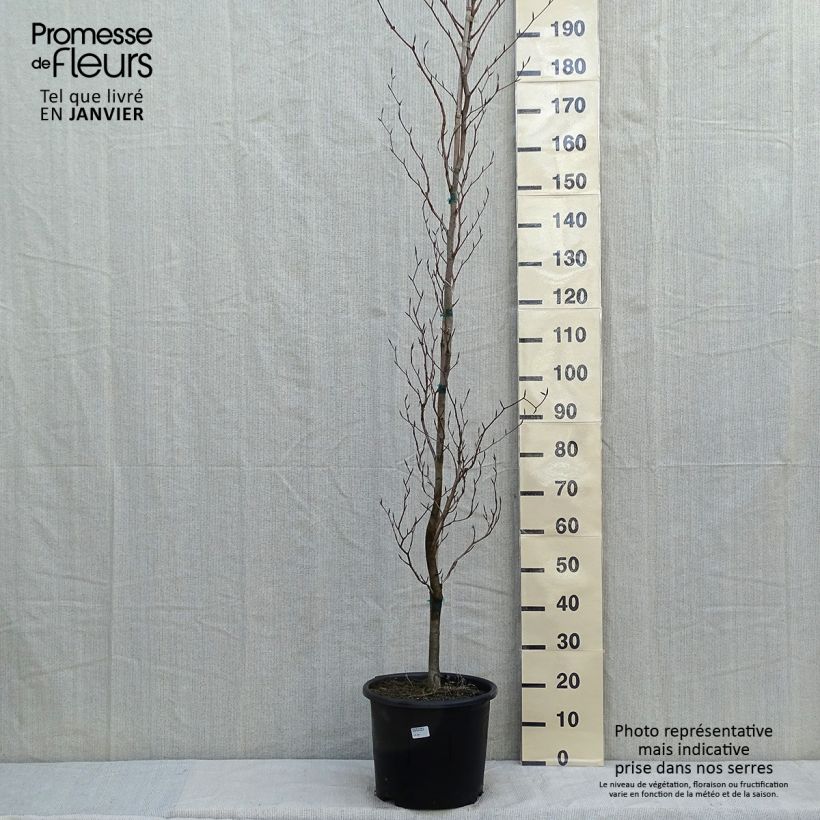 Fagus sylvatica Dawyck Gold - Beech 7.5L/10L pot sample as delivered in winter