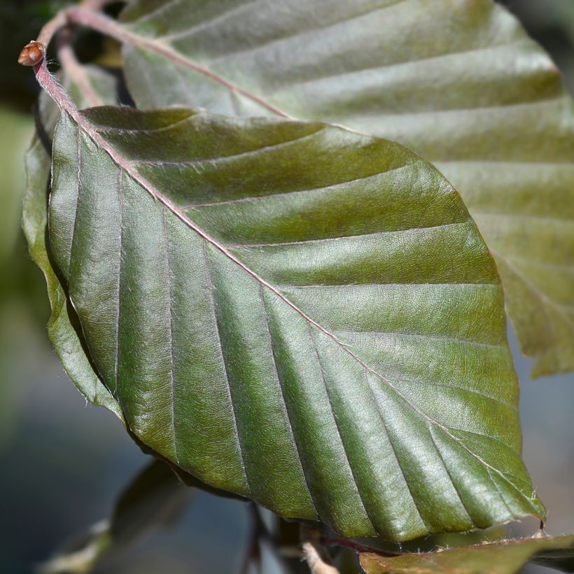 Fagus sylvatica Dawyck - Beech (Foliage)