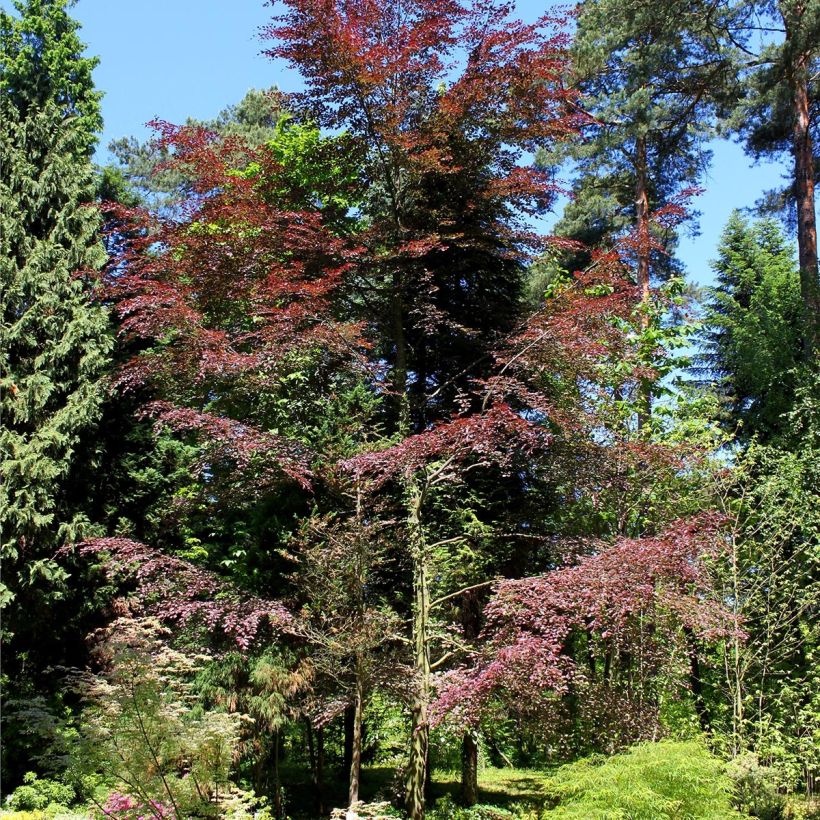Fagus sylvatica Purpurea Tricolor - Beech (Plant habit)