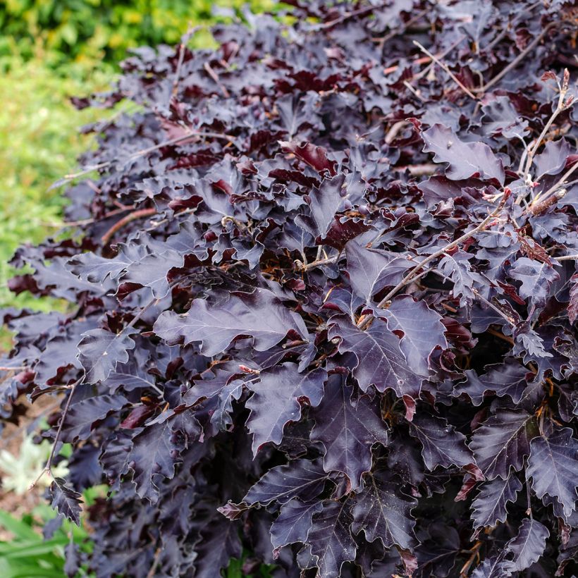 Fagus sylvatica Rohan Weeping - Beech (Foliage)