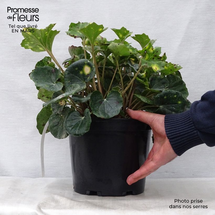 Farfugium japonicum Aureomaculatum 3L/4L pot sample as delivered in spring
