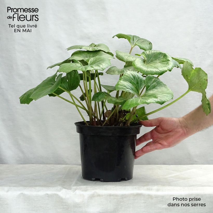 Farfugium japonicum Gigantea 3L/4L pot sample as delivered in spring