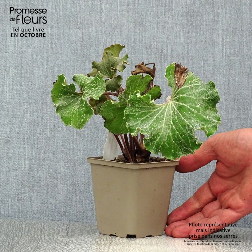 Farfugium japonicum Wavy Gravy 8/9 cm pot sample as delivered in autumn