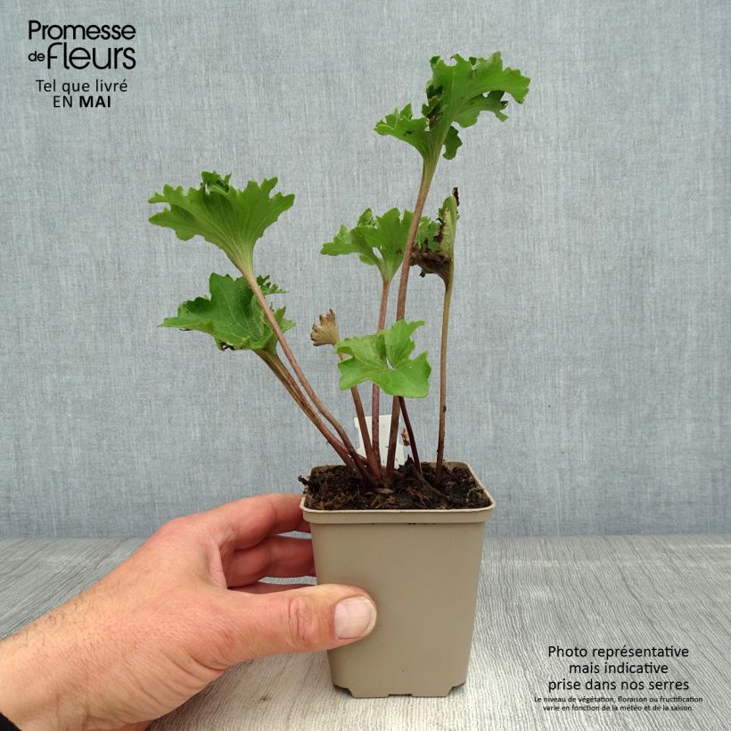 Farfugium japonicum Wavy Gravy 8/9 cm pot sample as delivered in spring