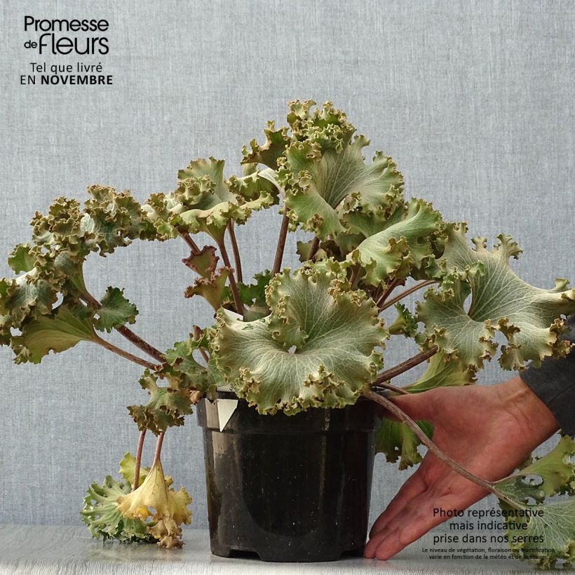 Farfugium japonicum Wavy Gravy 2L/3L pot sample as delivered in autumn