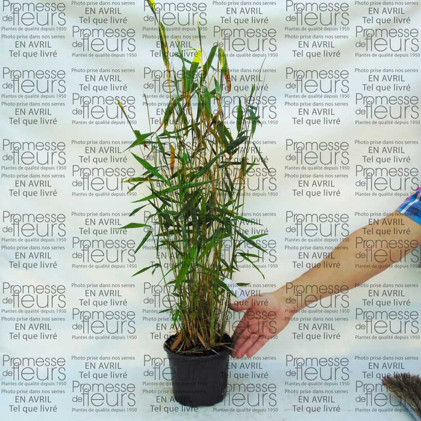 Example of Fargesia papyrifera Blue Dragon - Non-running bamboo 2L/3L pot specimen as delivered