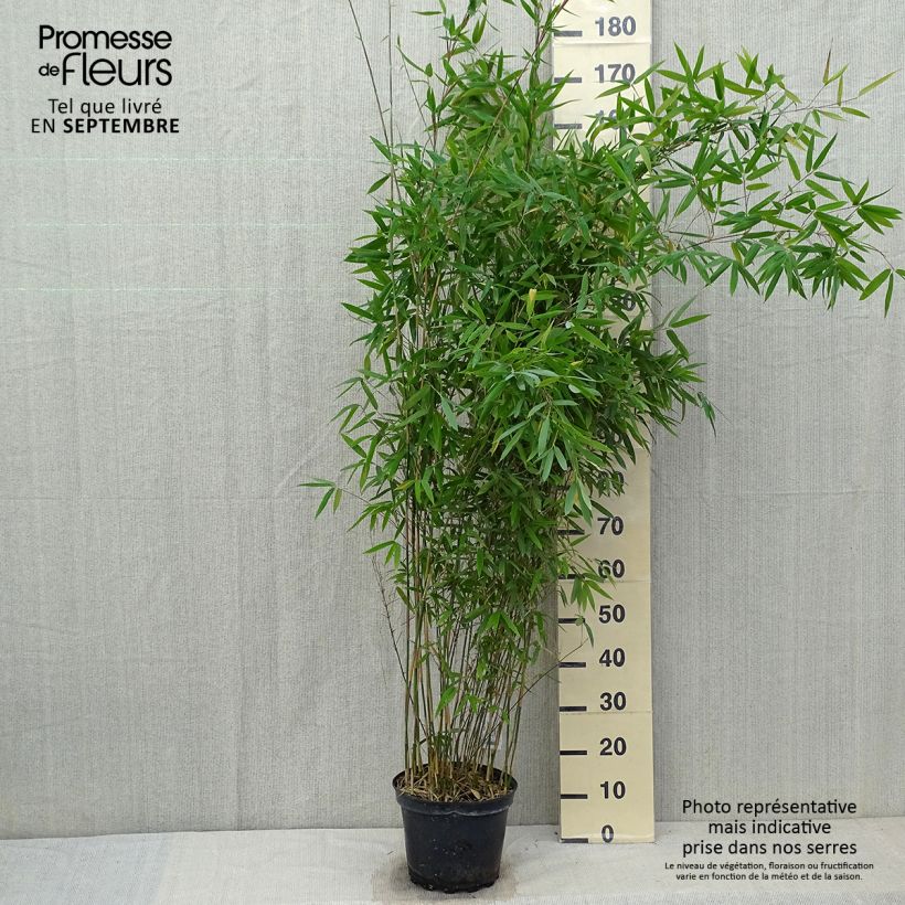 Fargesia Winter Joy - Non-running Bamboo 7.5L/10L pot sample as delivered in autumn