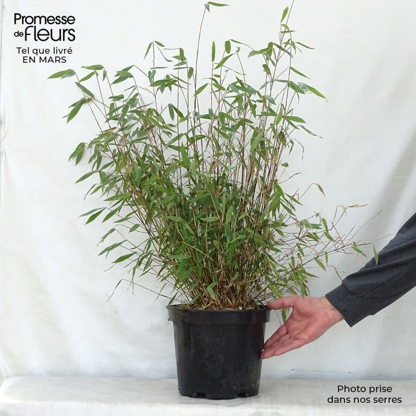 Fargesia Winter Joy - Non-running Bamboo 7.5L/10L pot sample as delivered in spring