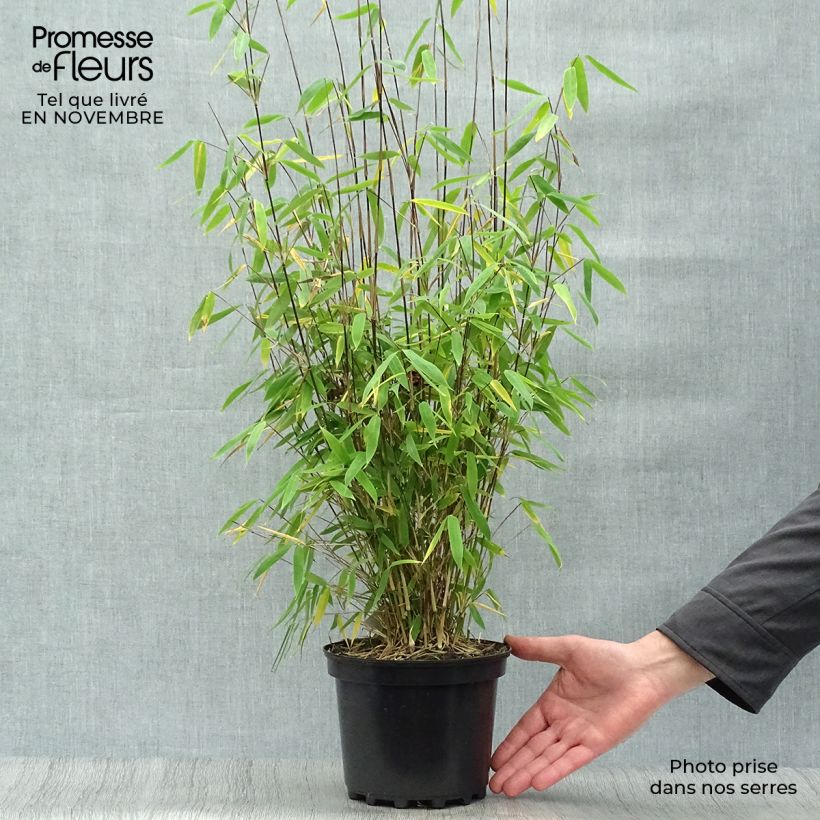 Fargesia Winter Joy - Non-running Bamboo 2L/3L pot sample as delivered in autumn