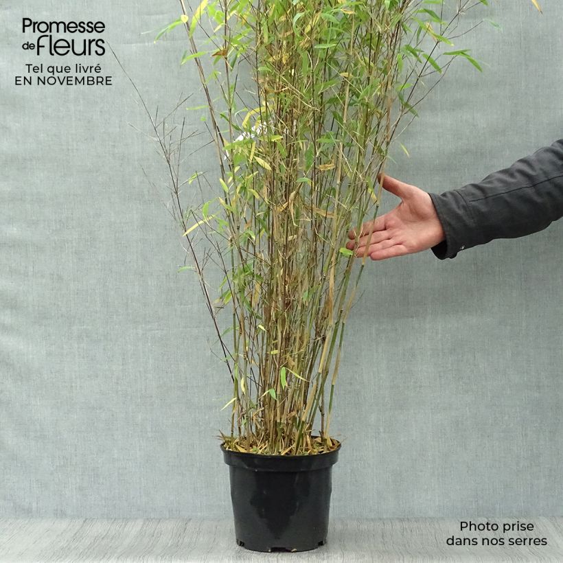 Fargesia Winter Joy - Non-running Bamboo 4L/5L pot sample as delivered in autumn