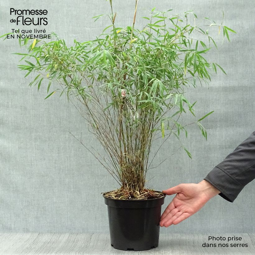 Fargesia angustissima 4L/5L pot sample as delivered in autumn