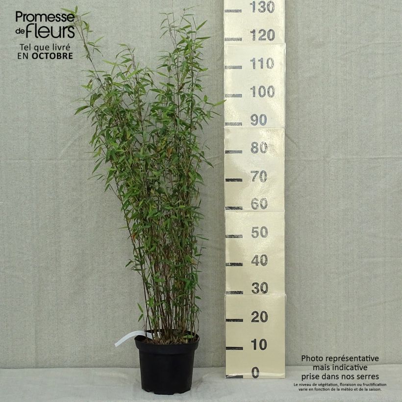 Fargesia demissa Gerry 4L/5L pot sample as delivered in autumn