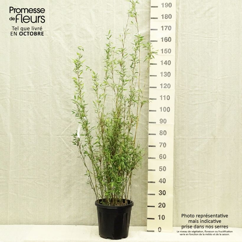 Fargesia denudata Lancaster 1 7.5L/10L pot sample as delivered in autumn