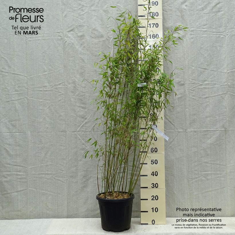 Fargesia denudata Lancaster 1 7.5L/10L pot sample as delivered in spring