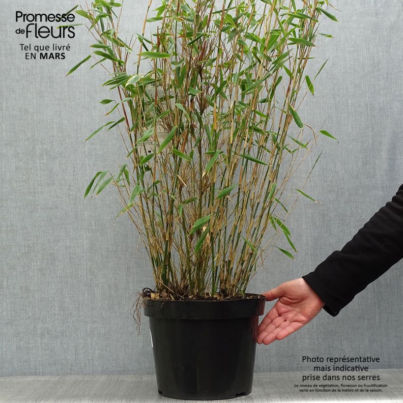 Fargesia murielae Dino - Non-running bamboo 7.5L/10L pot sample as delivered in spring