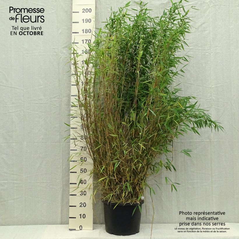 Fargesia murielae Dino - Non-running bamboo 20L/25L pot sample as delivered in autumn