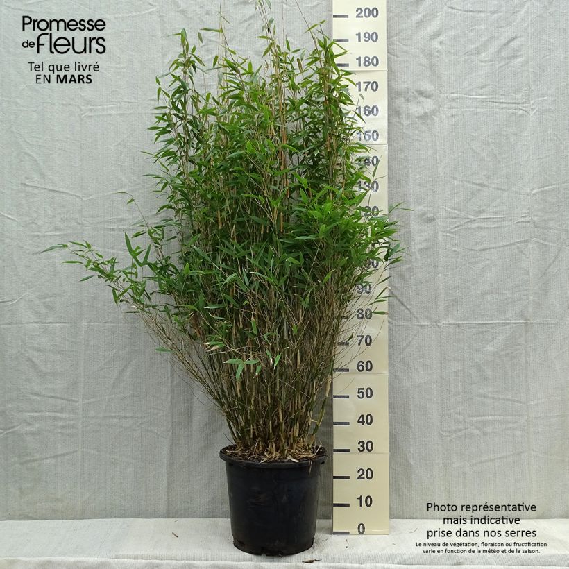Fargesia murielae Dino - Non-running bamboo 20L/25L pot sample as delivered in spring