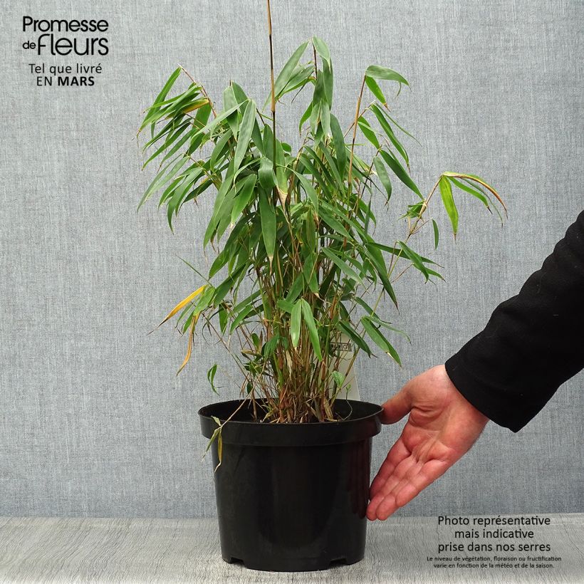 Fargesia robusta Tauro 4L/5L pot sample as delivered in spring