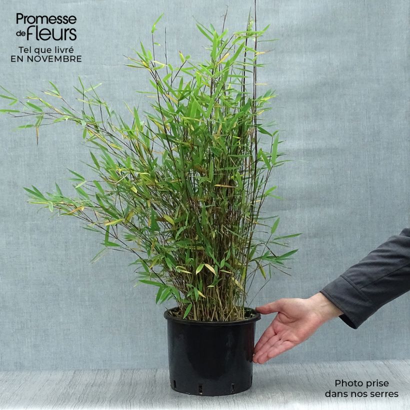 Fargesia nitida Black Pearl 4L/5L pot sample as delivered in autumn
