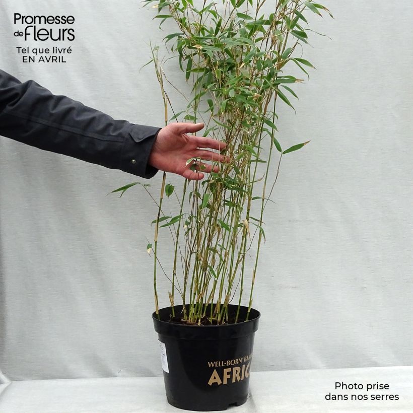 Fargesia nitida Great Wall 7.5L/10L pot sample as delivered in spring