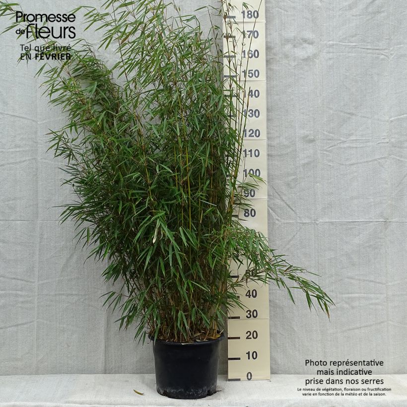Fargesia nitida Jiu - Non-running Bamboo 7.5L/10L pot sample as delivered in winter