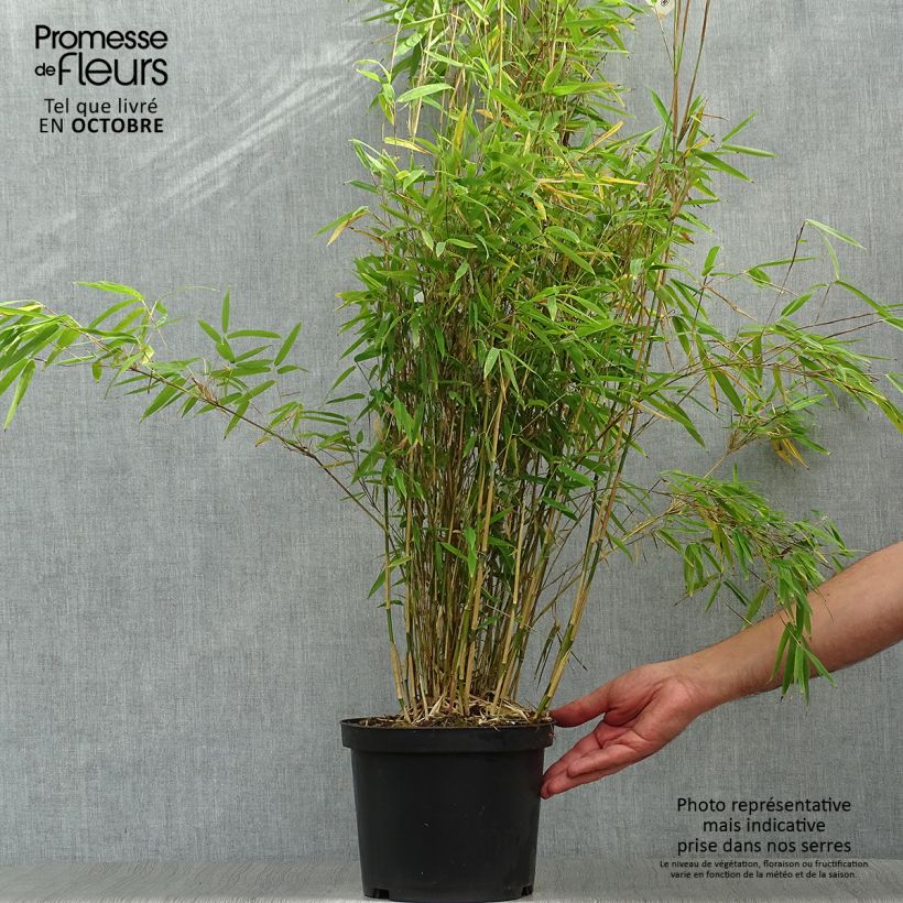 Fargesia nitida Obelisk - Non-running Bamboo 4L/5L pot sample as delivered in autumn