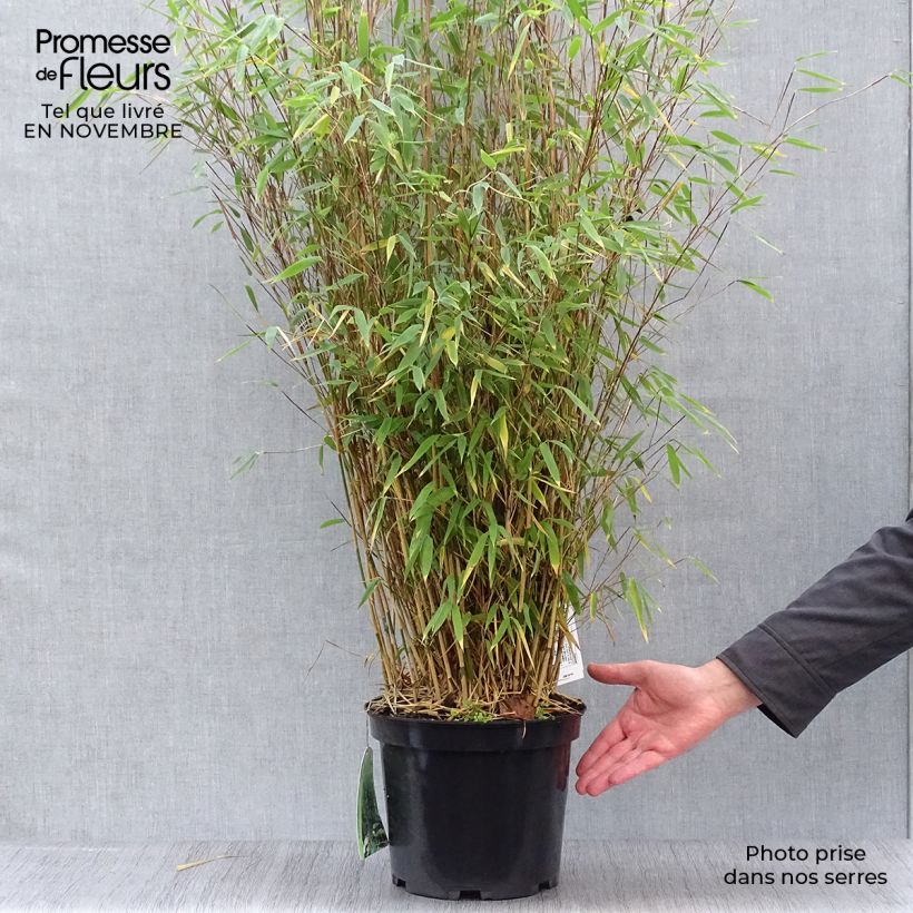Fargesia nitida Obelisk - Non-running Bamboo 7.5L/10L pot sample as delivered in autumn