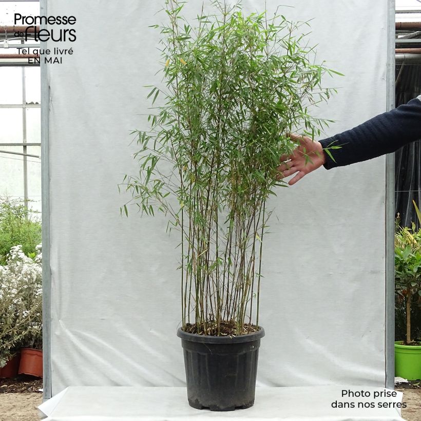 Fargesia nitida Red Dragon - Non-running bamboo 7.5L/10L pot sample as delivered in spring
