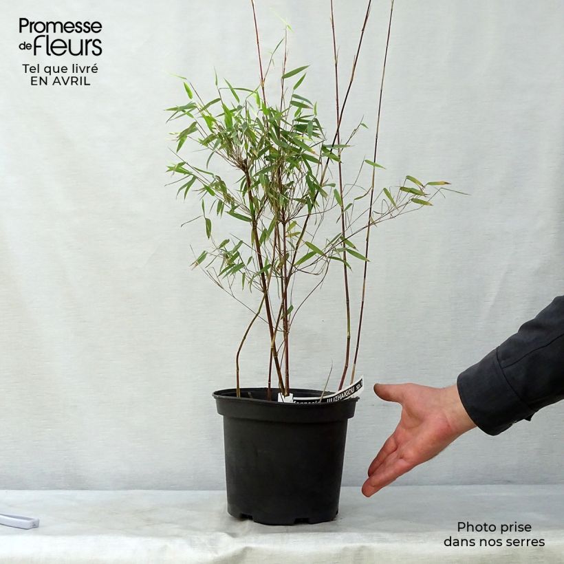 Fargesia nitida Red Dragon - Non-running bamboo 4L/5L pot sample as delivered in spring