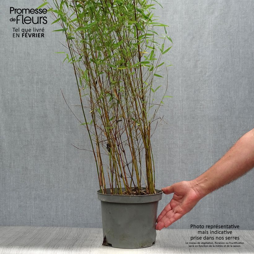 Fargesia nitida Red Dragon - Non-running bamboo 4L/5L pot sample as delivered in autumn