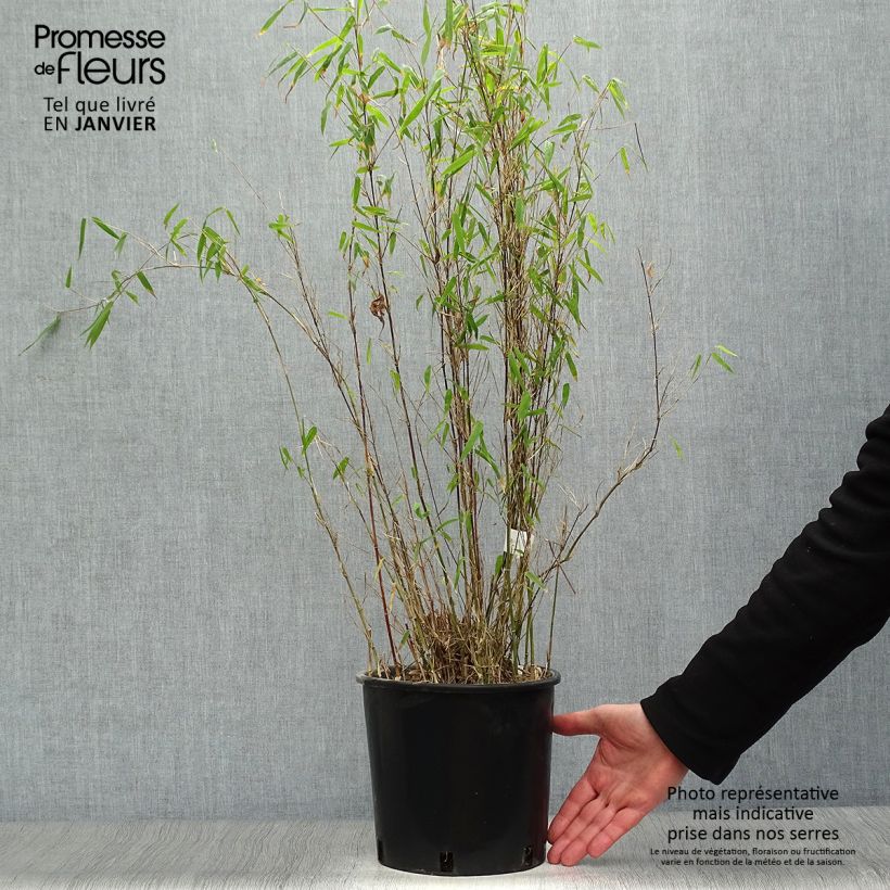 Fargesia nitida Red Dragon - Non-running bamboo 4L/5L pot sample as delivered in winter