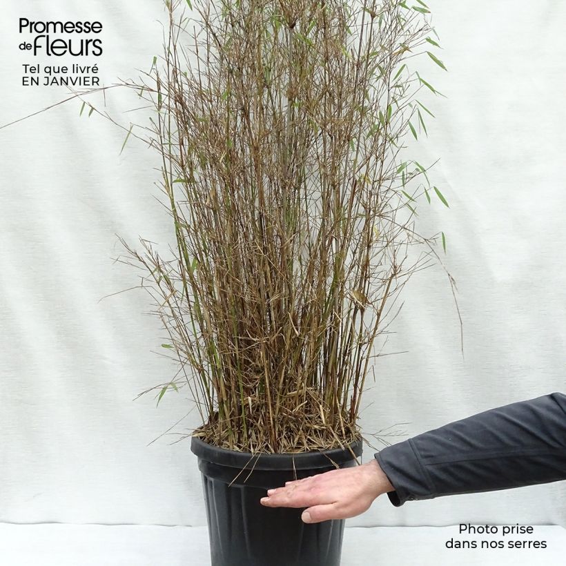 Fargesia nitida Red Dragon - Non-running bamboo 7.5L/10L pot sample as delivered in winter