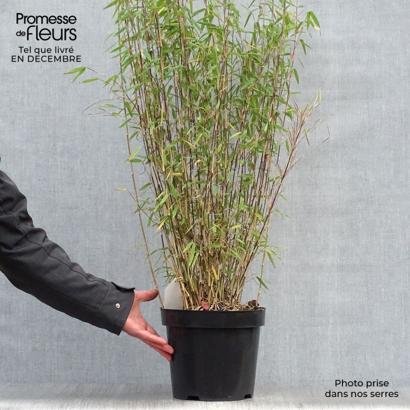 Fargesia nitida Volcano - Non-running Bamboo 7.5L/10L pot sample as delivered in winter