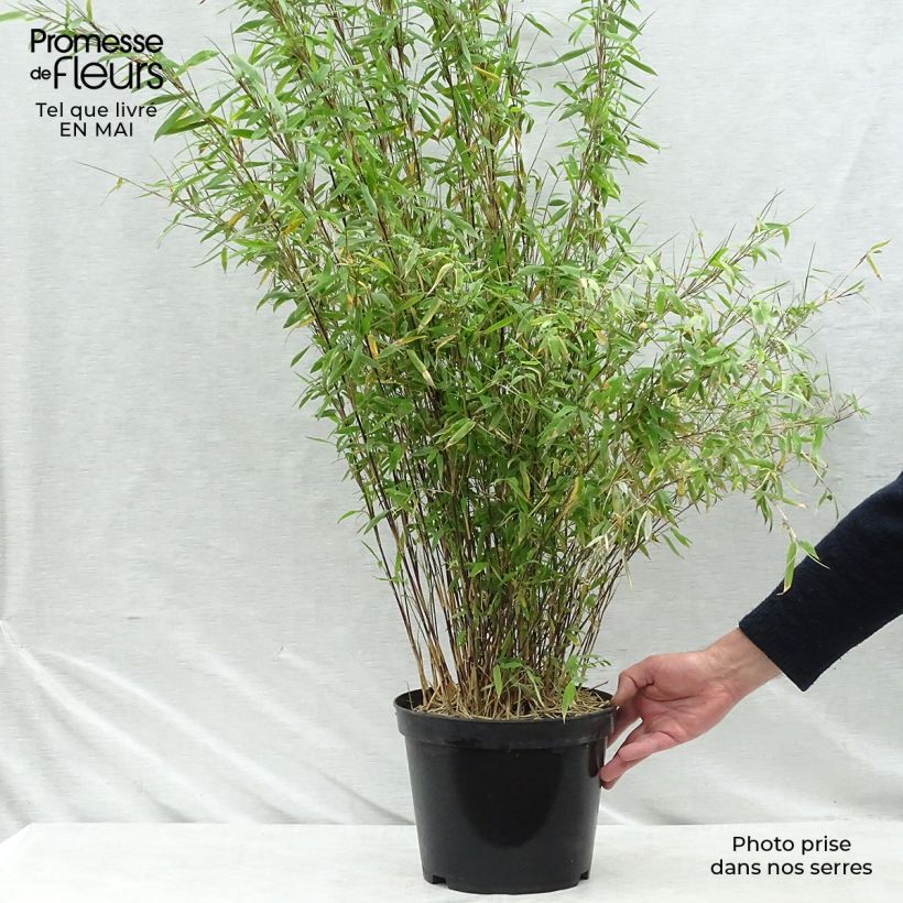 Fargesia nitida Volcano - Non-running Bamboo 7.5L/10L pot sample as delivered in spring